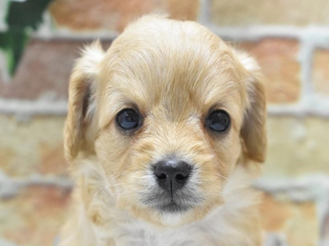 2024年3月5日生まれのハーフ犬の1枚目の写真